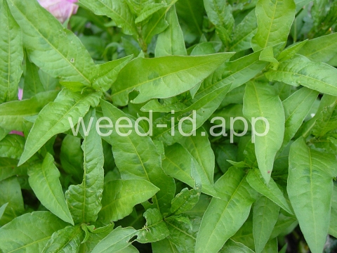 smartweed, pale